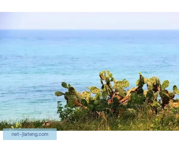 樱花视频网站：不止是观看，更是心之所向的浪漫邂逅